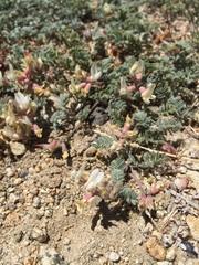 Astragalus monoensis