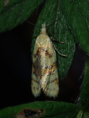 Phtheochroa vitellinana