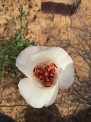 Calochortus simulans