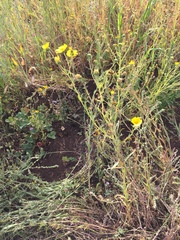 Madia radiata