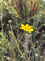 Madia radiata
