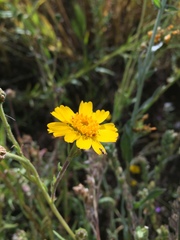 Madia radiata