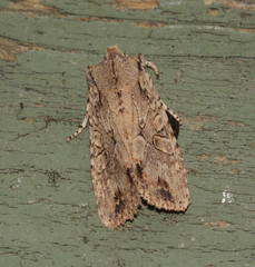 Lithophane disposita