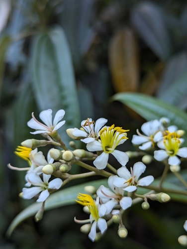Miconia bicolor observed 2024-10-06