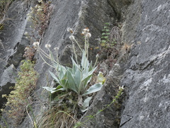 Hieracium tomentosum