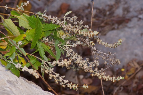 Image of Buddleja racemosa by (c) Michelle W. （鍾偉瑋）, some rights reserved (CC BY)