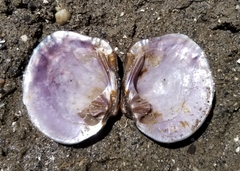 Cyclonaias tuberculata