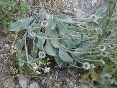 Hieracium tomentosum