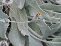 Hieracium tomentosum