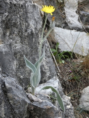 Hieracium tomentosum