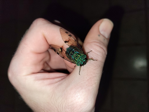 Zammara smaragdula