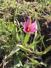 Fritillaria pluriflora