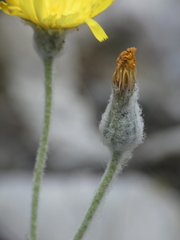 Hieracium tomentosum