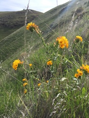 Amsinckia grandiflora