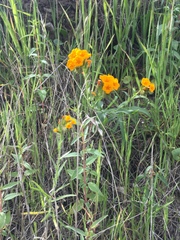 Amsinckia grandiflora