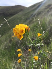 Amsinckia grandiflora