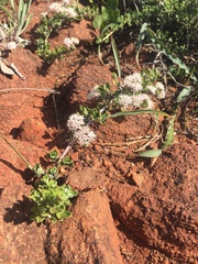 Ceanothus roderickii