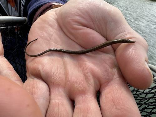 Blue spotted pipefish (Hippichthys cyanospilos) — Syngnathidae — 2