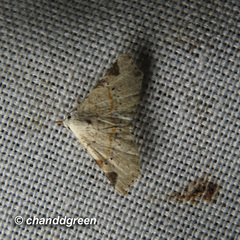 Prolophota trigonifera