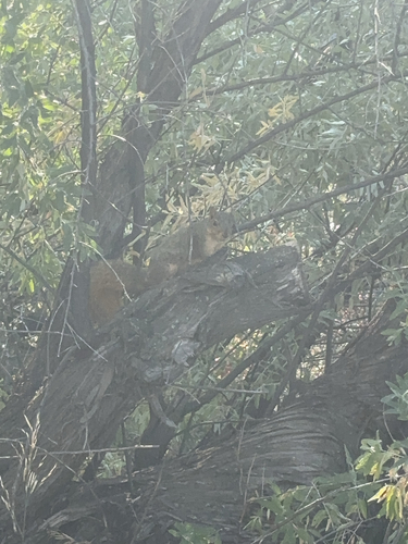 iNaturalist observation 2024-10-07