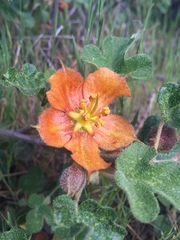 Fremontodendron decumbens