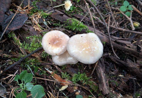 Stropharia albonitens