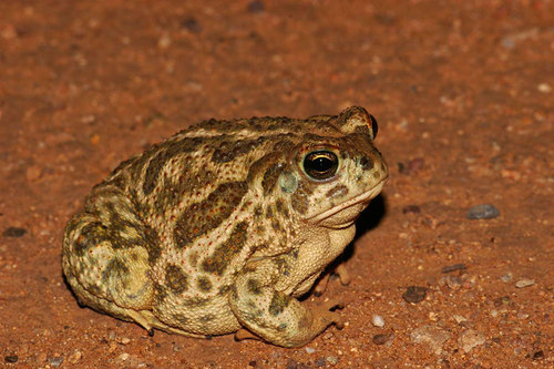 Great Plains Toad