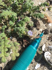 Phacelia stellaris