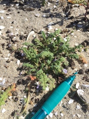 Phacelia stellaris