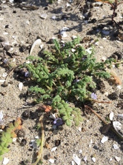 Phacelia stellaris