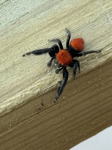 Photo of Cardinal Jumping Spider (Phidippus cardinalis)