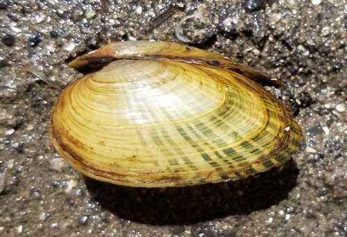 Rainbow Mussel