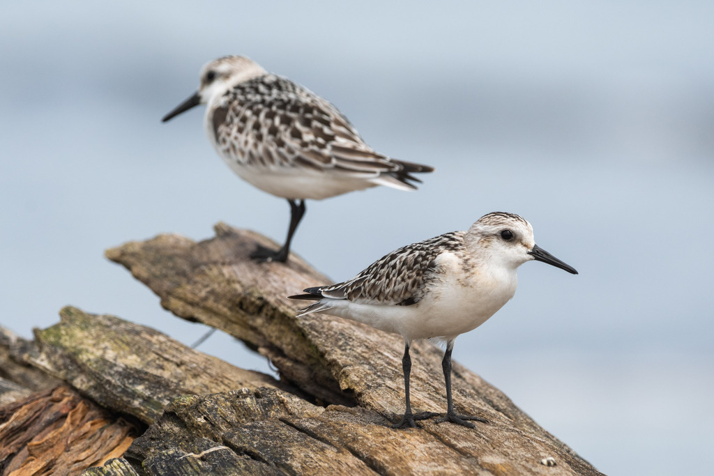 Calidris Sandpipers