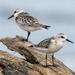 Sanderling - Photo (c) Ivani Martínez, some rights reserved (CC BY-NC), uploaded by Ivani Martínez