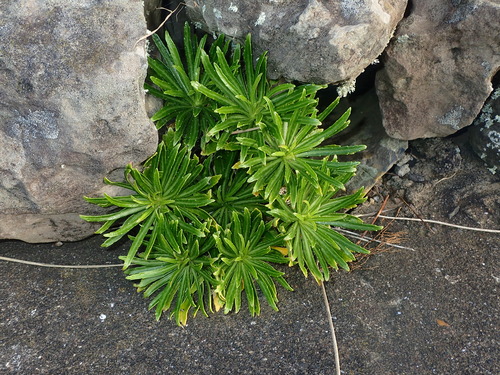 Campanula vidalii, photograph 3