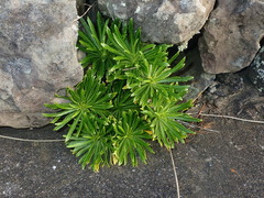Campanula vidalii, photograph Julien Renoult, CC BY, iNaturalist via GBIF