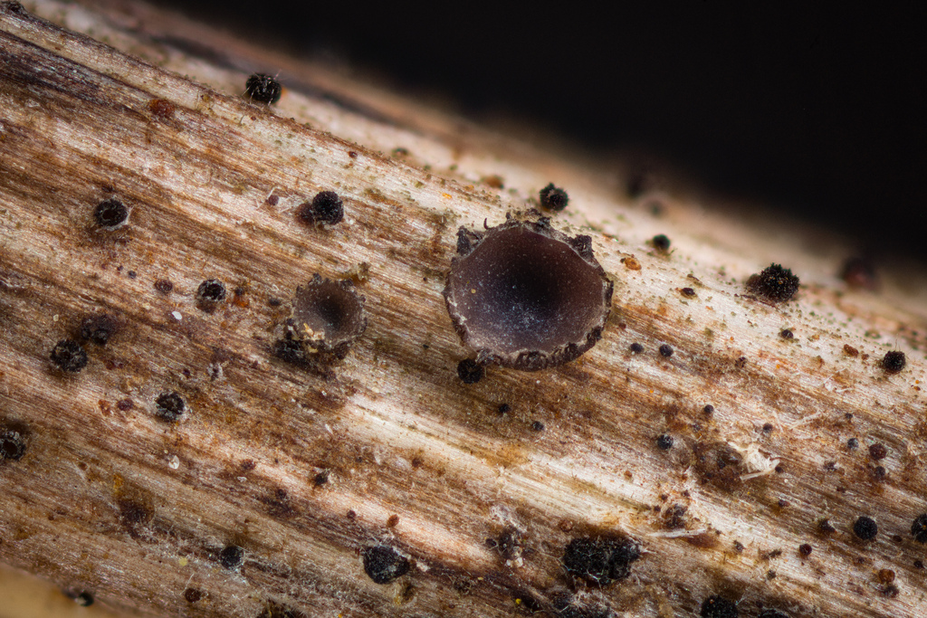 Heterosphaeria alpestris