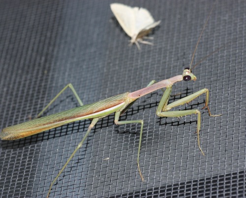 Arizona Tan Mantis photo 2