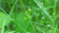 Carex molesta
