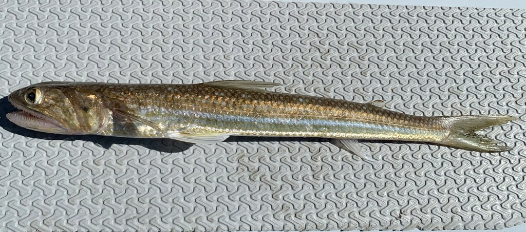 Brushtooth Lizardfish