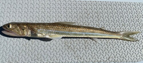 Brushtooth lizardfish (Saurida undosquamis) — Synodontidae — 2