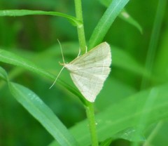Zanclognatha pedipilalis