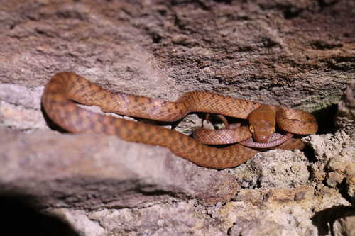 Brown Tree Snake sighting
