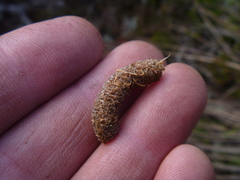 Lagopus lagopus scotica
