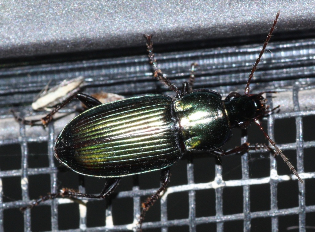 Poecilus scitulus