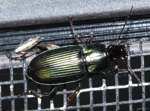 Poecilus scitulus