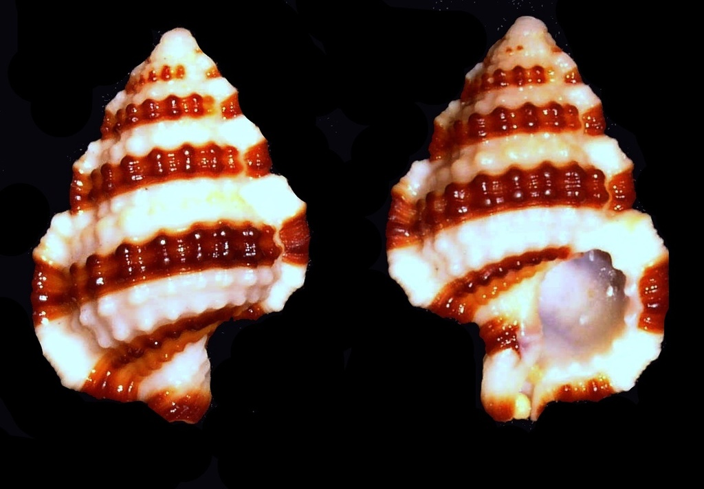 tadpole triton