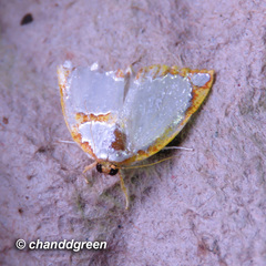 Titulcia confictella