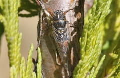 Rhodopsalta microdora