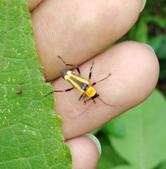 Chauliognathus nigriceps